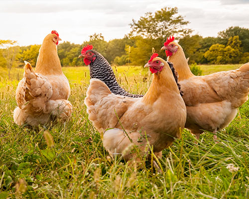 先進(jìn)技術(shù) 優(yōu)良材質(zhì)